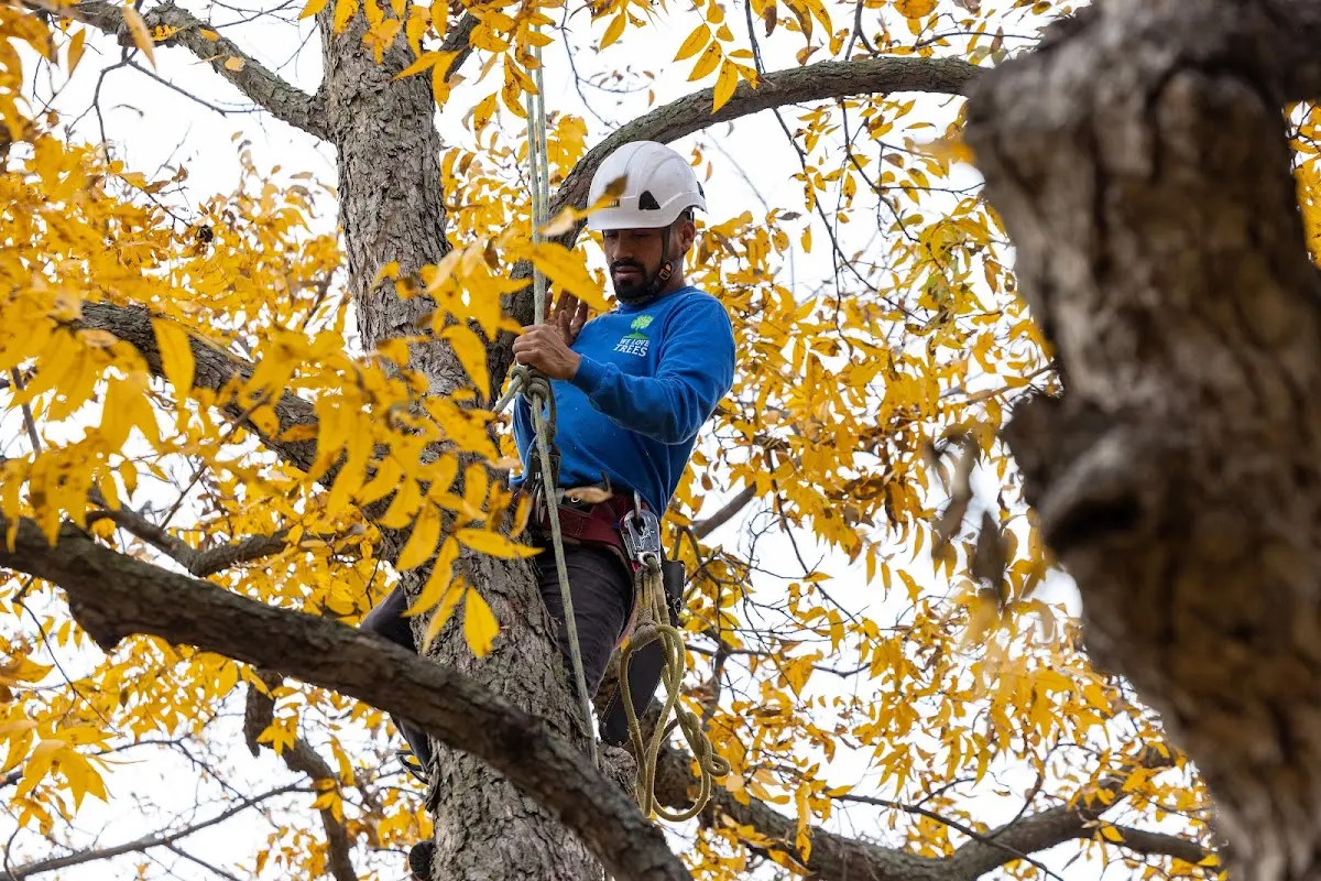 Skilled Tree Pruning crew working in Wyanet
